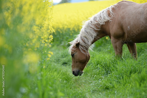 Gelb macht glücklich. Schönes goldenes Pferd inmitten gelber Blumen