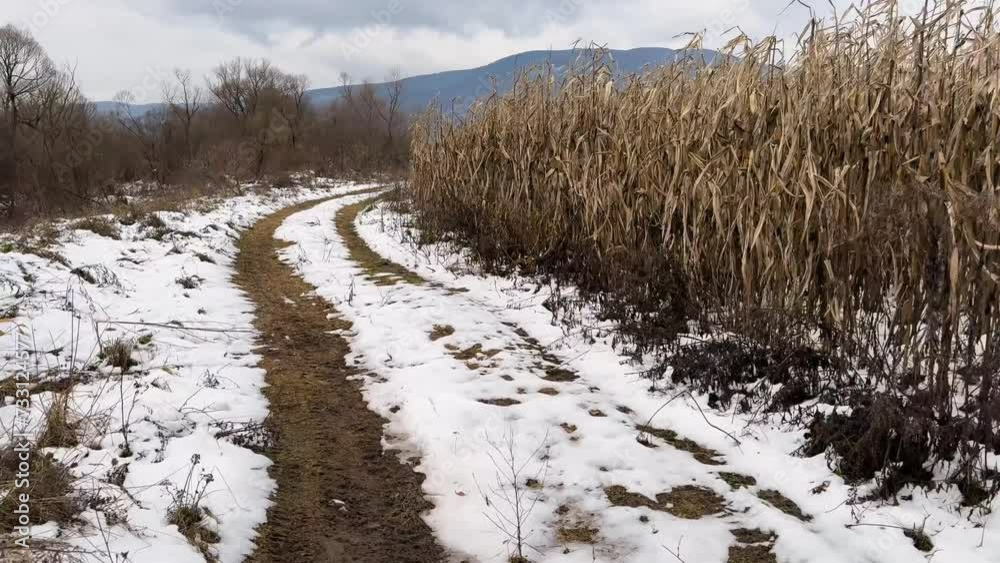 Winter, snowy landscape, there is war in Ukraine, many lands are abandoned, crops are not harvested and abandoned, a field road leads past tall plant stems. Winter, snowy landscape, there is war in Ukraine, many lands are abandoned, crops are not harvested and abandoned, a field road leads past tall plant stems.