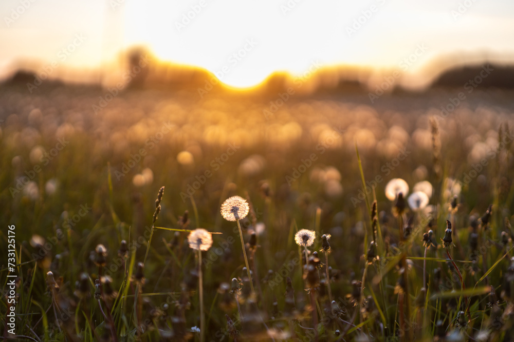 dandelions in sunset