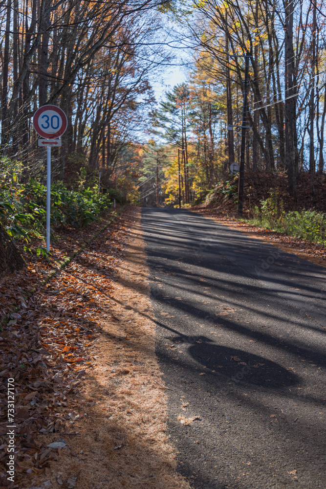 Naklejka premium 日本 福島県耶麻郡北塩原村、裏磐梯高原の紅葉の並木道