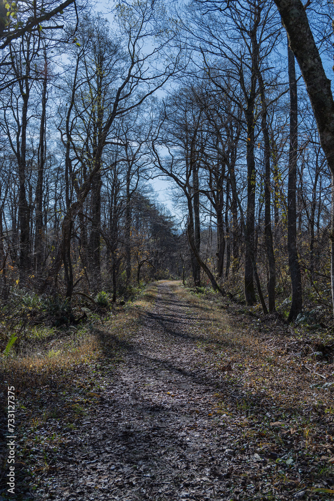 Fototapeta premium 日本 福島県耶麻郡北塩原村、裏磐梯高原の中瀬沼探勝路