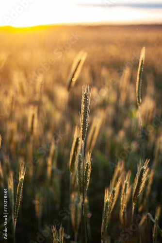 field of wheat in sunset