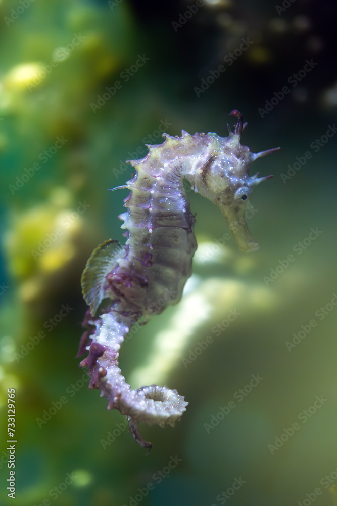 Hippocampus Guttulatus - Long-Snouted Seahorse- Spiny Seahorse - Syngnathidae