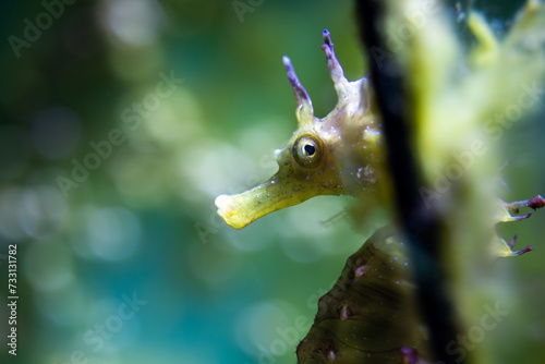 Hippocampus Guttulatus - Long-Snouted Seahorse- Spiny Seahorse - Syngnathidae