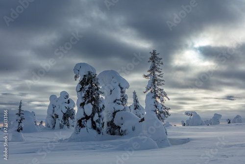 Winter landscape in Riisitunturi National Park (Riisitunturin kansallispuisto), central Finland: snow and frost covered fir trees against an overcast sky