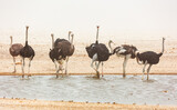 Group of Ostrich at a waterhole during a sandstorm in Etosha National Park, Namibia