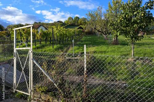 Farming on Lemberg: vineyards and meadow with fruit trees in the evening sun. View through the old garden gate in the fall.
