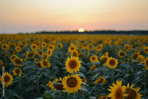 A Field of Sunflowers With the Sun Setting in the Background