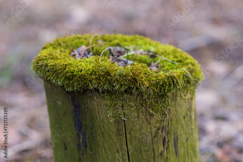 An old tree stump in the forest is covered with green moss.