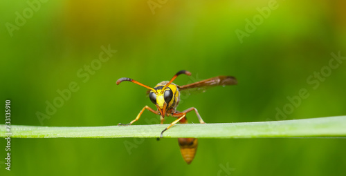 Extreme face close-up of potter wasp on the green grass , insect macro