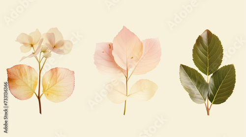 Simple three leaves