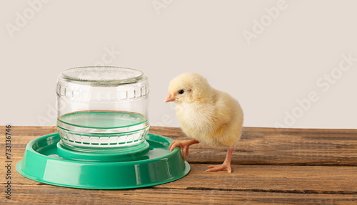Little chicken drinks water from a drinking bowl