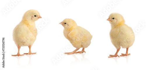 Three yellow chickens with shadow isolated