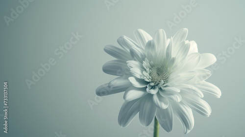 White Flower and Background