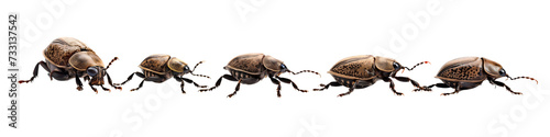 Five weevil crawling, png file of isolated cutout on transparent background photo