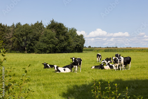 Herde von Milchk  hen auf der Weide