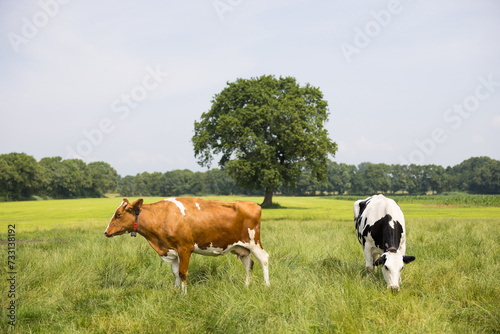 Milchkühe auf der Weide photo