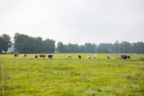 Herde von Milchkühen auf der Weide