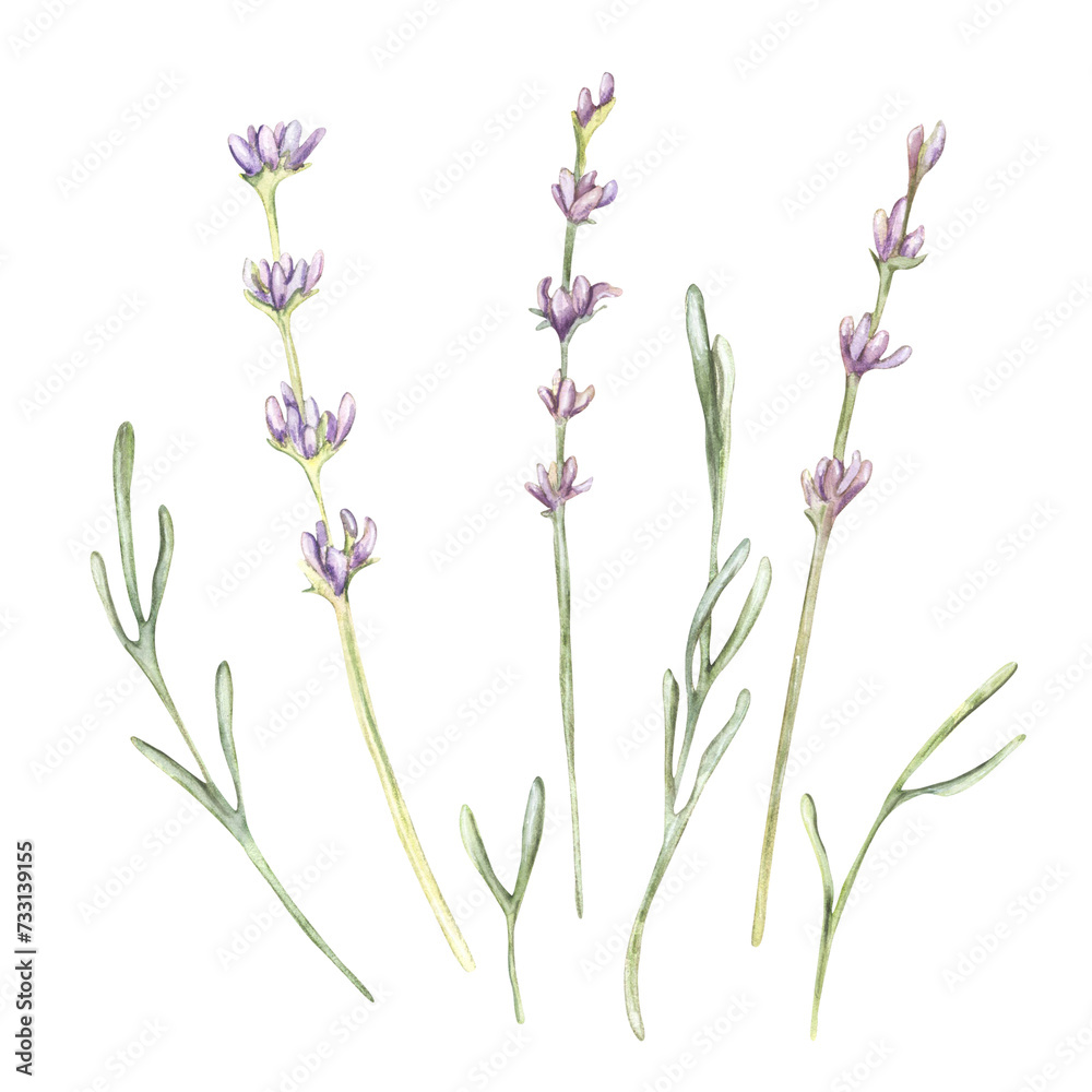 Naklejka premium Lavender flowers leaves