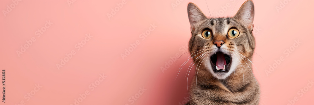 Obraz premium Surprised shocked cat with open mouth and big eyes isolated on flat solid background.