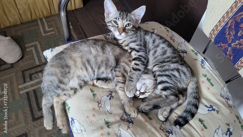 Cute bengal kittens at home