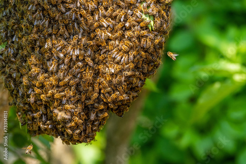 Honeybee swarm hanging at a tree in nature.