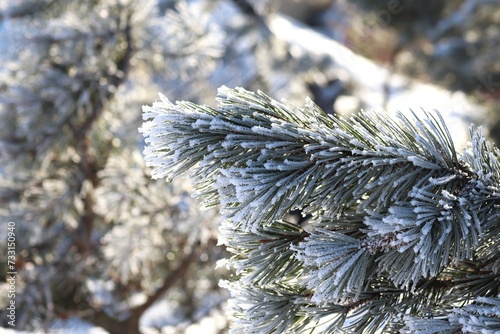 snow covered pine tree. The twigs for Christmas. Pine twigs as decoration.