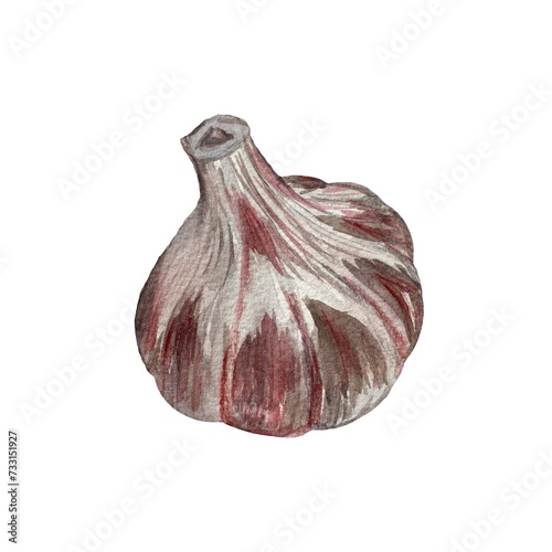 Garlic bulb violet plant a watercolor illustration