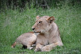 Lions of Sabi Sands Game Reserve and Kruger National Park | South Africa