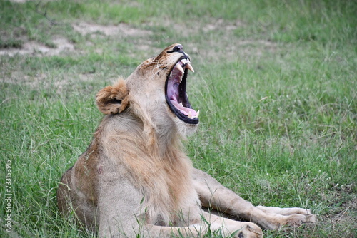 Lions of Sabi Sands Game Reserve and Kruger National Park | South Africa photo