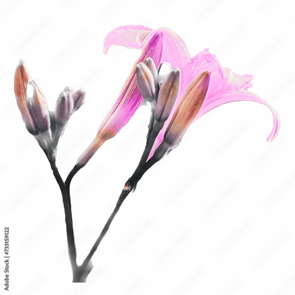 magnolia flower - obrazy, fototapety, plakaty 