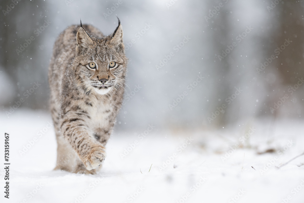 The Eurasian lynx (Lynx lynx) walks in a snow winter landscape near spruce forest in the morning sunrise. Portrait of a wild cat in the nature habitat. The Eurasian lynx (Lynx lynx) walks in a snow winter landscape near spruce forest in the morning sunrise. Portrait of a wild cat in the nature habitat.
