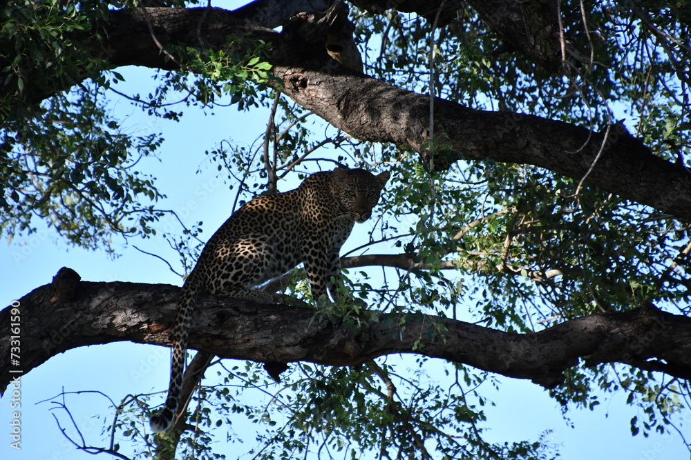 Leopard in Kruger National Park | Safari | Big Five | South Africa
Leopard in Kruger National Park | Safari | Big Five | South Africa