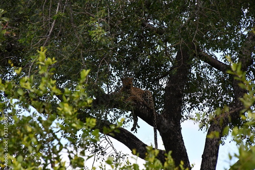 Leopard in Kruger National Park | Safari | Big Five | South Africa
