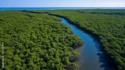 Aerial photography of the concept of environmental conservation of rich mangrove forests.