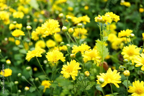 Bright yellow flower of Chinese Chrysanthemum or mums blooming in field. Selective focus.