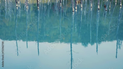 Cinematic shot of Aoiike Blue Pond in Biei City in Hokkaido, Japan