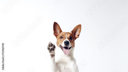 Happy cute brown and white basenji dog smiling and giving a high five isolated on white background.