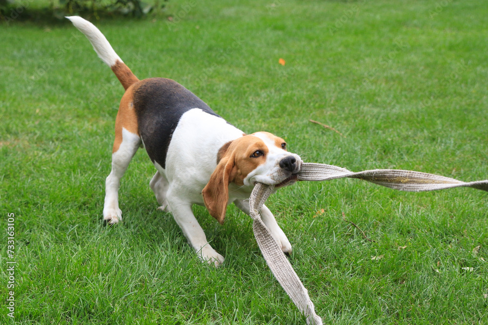 a beagle pulling a strap on green lawn tail down