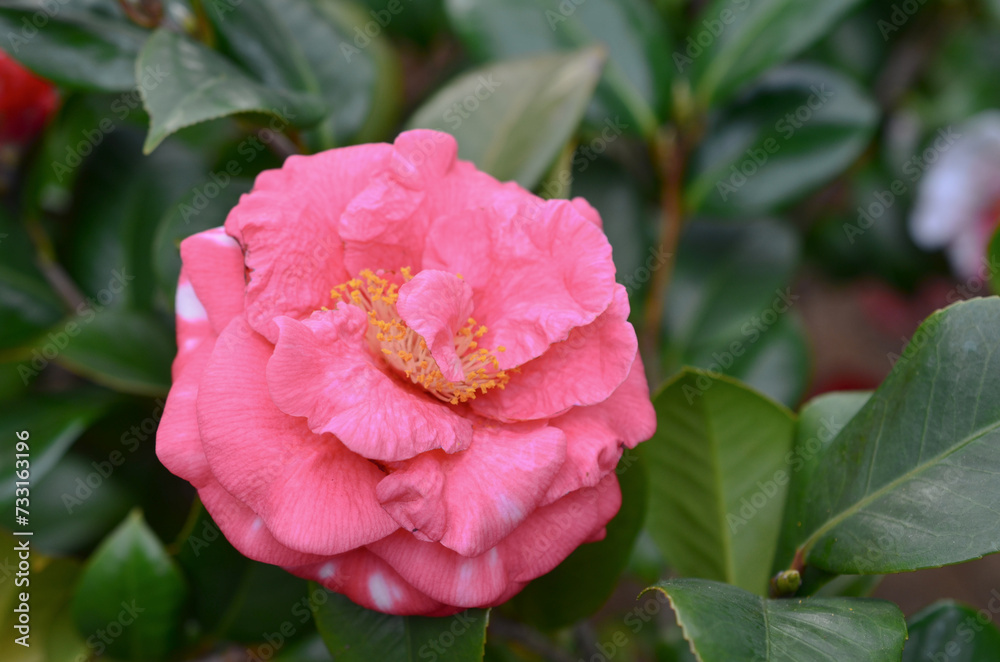 a Japanese camellia Flower, Red, Pink and White Color