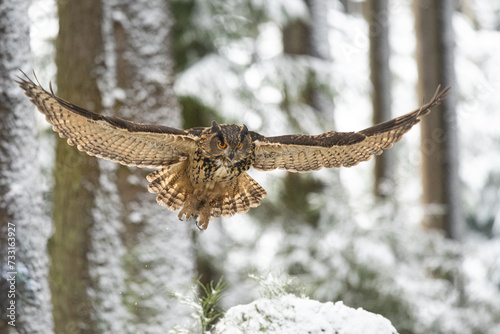 Winter in nature with an Eurasian eagle-owl (Bubo bubo), flies in a spruce snowy forest. Portrait of a owl in the nature habitat.