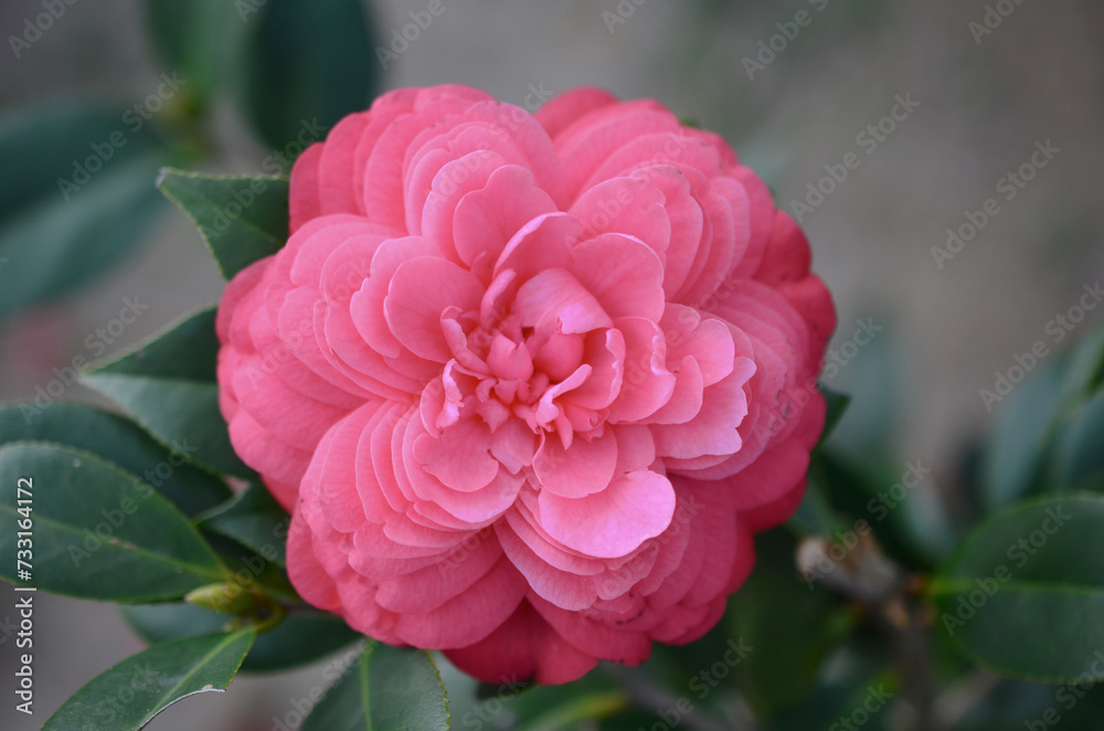 Fototapeta premium a Japanese camellia Flower, Red, Pink and White Color