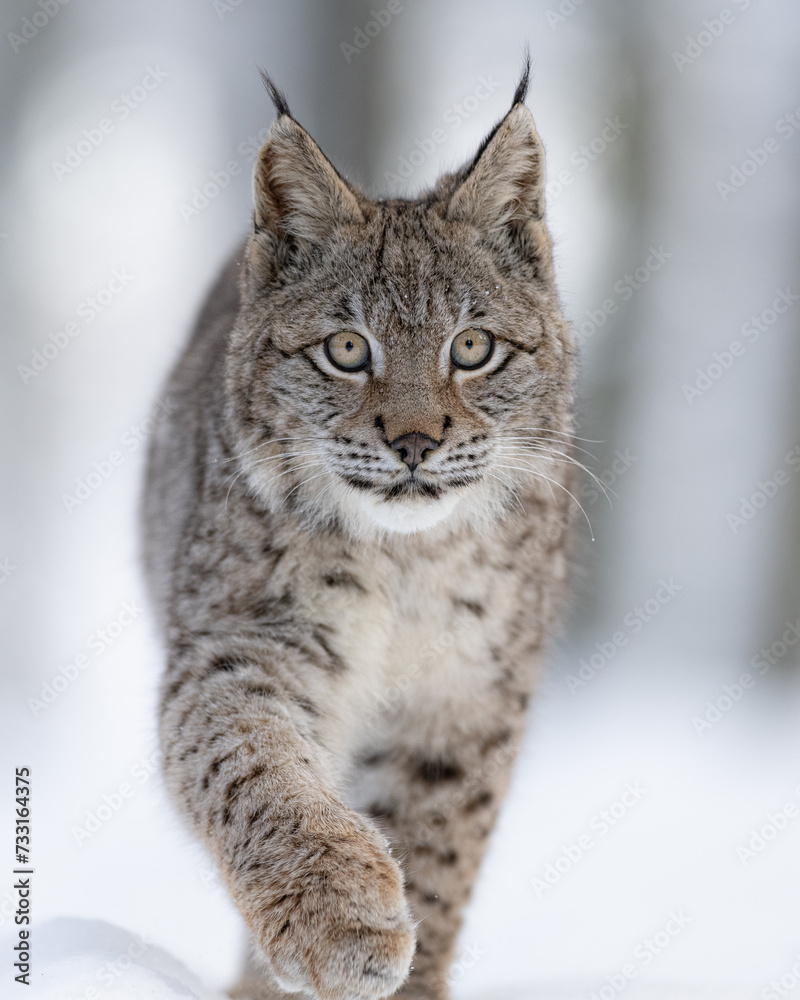 The Eurasian lynx (Lynx lynx) closeup look in snowy winter nature. Portrait of a wild cat in the nature habitat.