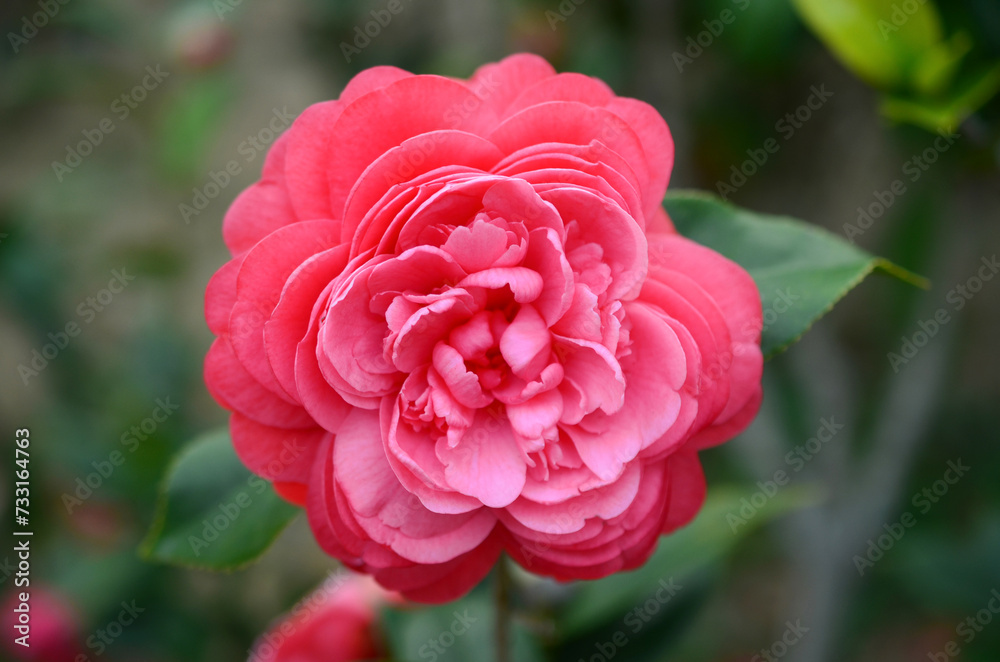 a Japanese camellia Flower, Red, Pink and White Color a Japanese camellia Flower, Red, Pink and White Color