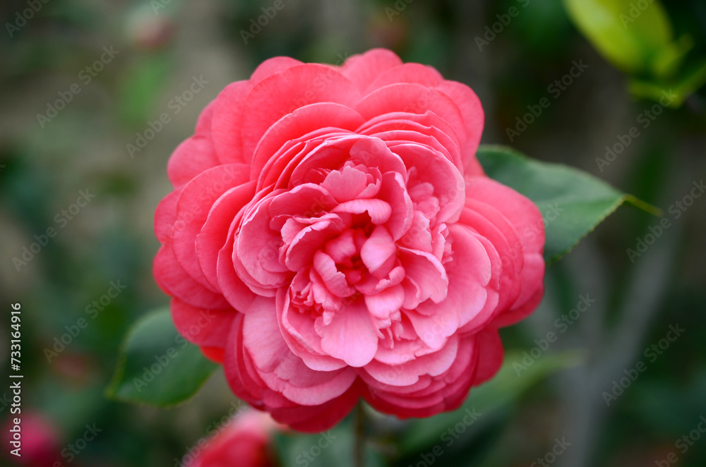 a Japanese camellia Flower, Red, Pink and White Color a Japanese camellia Flower, Red, Pink and White Color