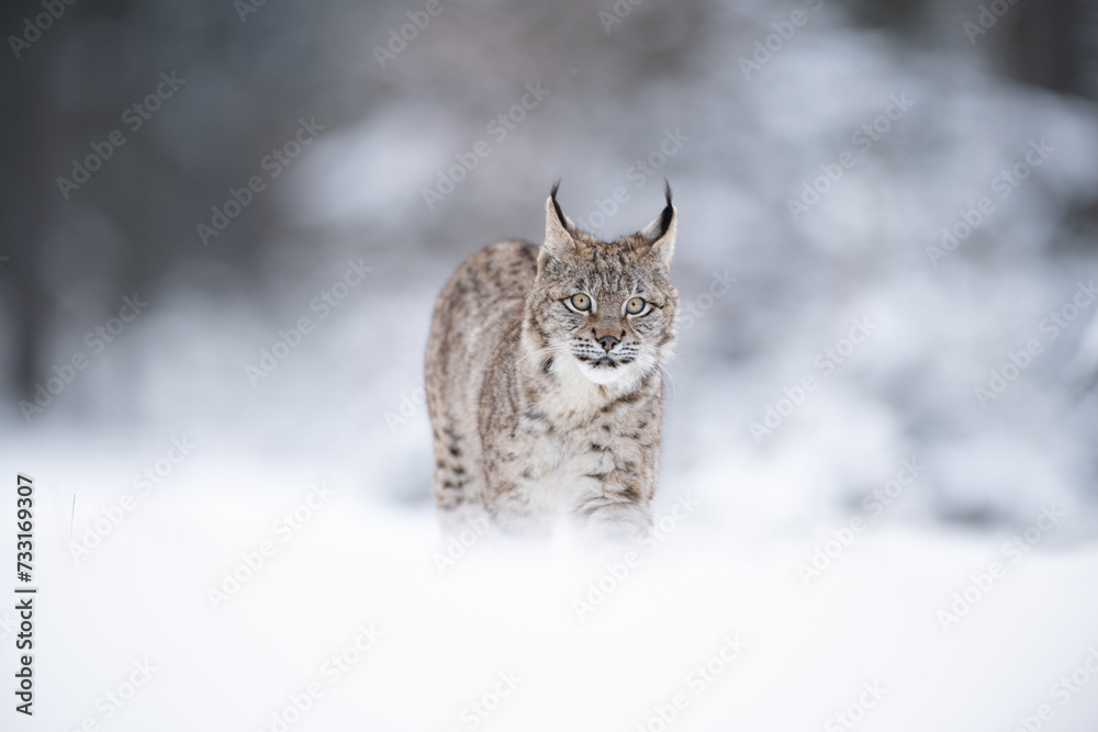 Obraz premium The Eurasian lynx (Lynx lynx) walks in a snow winter landscape in the morning sunrise. Portrait of a wild cat in the nature habitat.