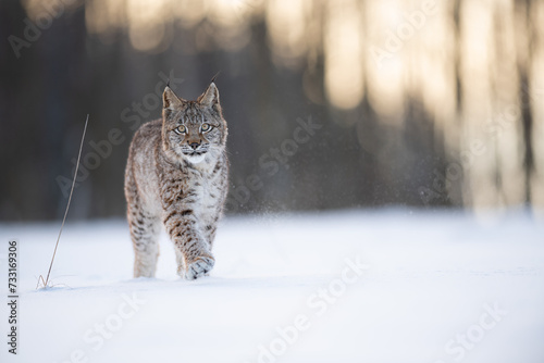 The Eurasian lynx (Lynx lynx) walks in a snow winter landscape in the morning sunrise.  Portrait of a wild cat in the nature habitat.