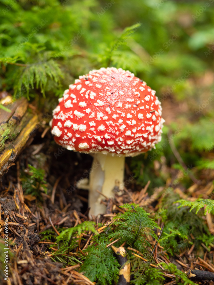 Zurich, Switzerland - October 22nd 2023: A beautiful red fly amanita on the forest floor Zurich, Switzerland - October 22nd 2023: A beautiful red fly amanita on the forest floor