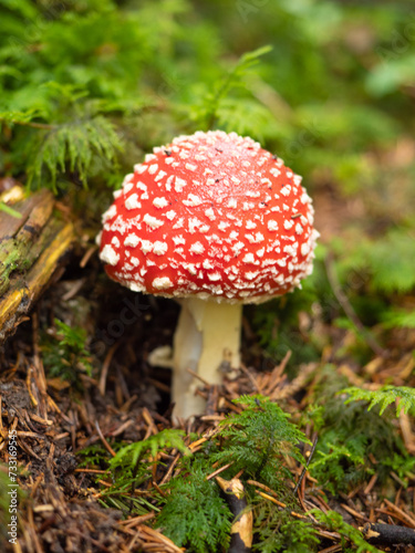 Zurich  Switzerland - October 22nd 2023  A beautiful red fly amanita on the forest floor