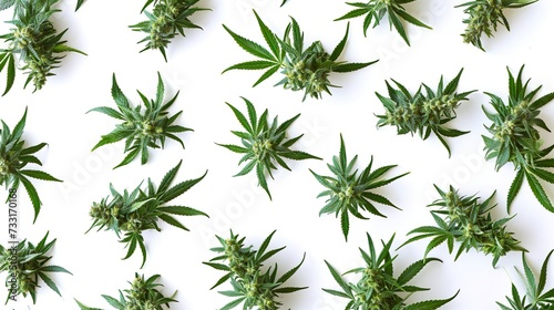Marijuana plant and Cannabis buds and marihuana leafs